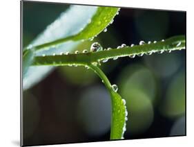 Dew Drops on a Twig-null-Mounted Photographic Print