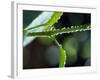 Dew Drops on a Twig-null-Framed Photographic Print