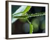 Dew Drops on a Twig-null-Framed Photographic Print