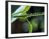 Dew Drops on a Twig-null-Framed Photographic Print