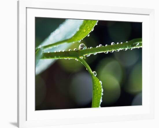 Dew Drops on a Twig-null-Framed Photographic Print