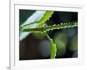 Dew Drops on a Twig-null-Framed Photographic Print