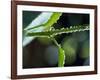 Dew Drops on a Twig-null-Framed Photographic Print