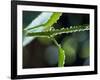 Dew Drops on a Twig-null-Framed Photographic Print