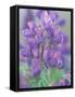 Dew Drops on Blooming Lupine, Olympic National Park, Washington, USA-Rob Tilley-Framed Stretched Canvas