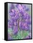 Dew Drops on Blooming Lupine, Olympic National Park, Washington, USA-Rob Tilley-Framed Stretched Canvas