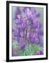 Dew Drops on Blooming Lupine, Olympic National Park, Washington, USA-Rob Tilley-Framed Premium Photographic Print