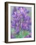 Dew Drops on Blooming Lupine, Olympic National Park, Washington, USA-Rob Tilley-Framed Photographic Print