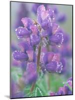 Dew Drops on Blooming Lupine, Olympic National Park, Washington, USA-Rob Tilley-Mounted Photographic Print