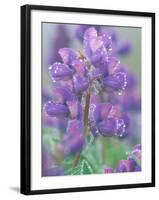 Dew Drops on Blooming Lupine, Olympic National Park, Washington, USA-Rob Tilley-Framed Photographic Print