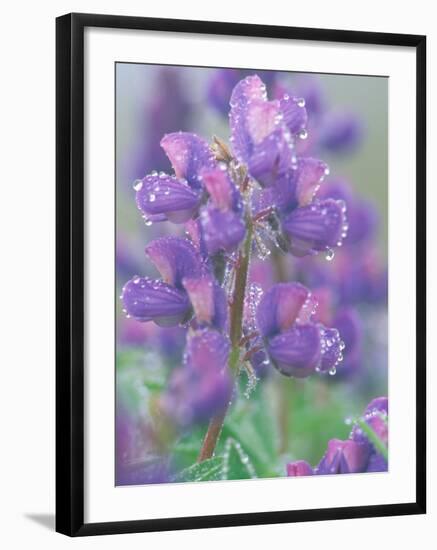 Dew Drops on Blooming Lupine, Olympic National Park, Washington, USA-Rob Tilley-Framed Photographic Print