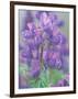 Dew Drops on Blooming Lupine, Olympic National Park, Washington, USA-Rob Tilley-Framed Photographic Print