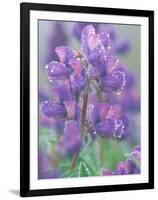Dew Drops on Blooming Lupine, Olympic National Park, Washington, USA-Rob Tilley-Framed Photographic Print