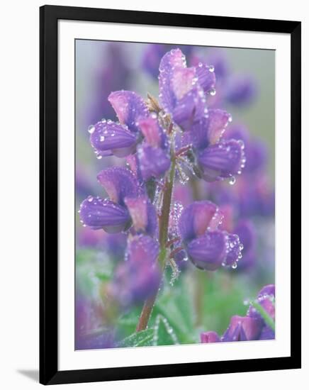 Dew Drops on Blooming Lupine, Olympic National Park, Washington, USA-Rob Tilley-Framed Photographic Print