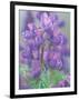 Dew Drops on Blooming Lupine, Olympic National Park, Washington, USA-Rob Tilley-Framed Photographic Print