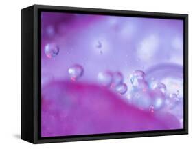 Dew Drops on Flower Petal Abstract-Nancy Rotenberg-Framed Stretched Canvas