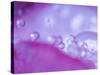 Dew Drops on Flower Petal Abstract-Nancy Rotenberg-Stretched Canvas