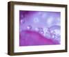 Dew Drops on Flower Petal Abstract-Nancy Rotenberg-Framed Photographic Print