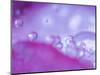 Dew Drops on Flower Petal Abstract-Nancy Rotenberg-Mounted Photographic Print