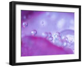 Dew Drops on Flower Petal Abstract-Nancy Rotenberg-Framed Photographic Print