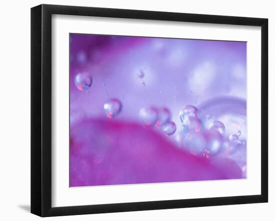 Dew Drops on Flower Petal Abstract-Nancy Rotenberg-Framed Photographic Print