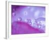 Dew Drops on Flower Petal Abstract-Nancy Rotenberg-Framed Photographic Print