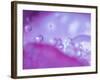 Dew Drops on Flower Petal Abstract-Nancy Rotenberg-Framed Photographic Print