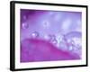 Dew Drops on Flower Petal Abstract-Nancy Rotenberg-Framed Photographic Print