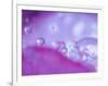 Dew Drops on Flower Petal Abstract-Nancy Rotenberg-Framed Photographic Print