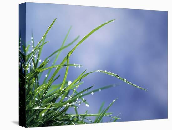 Dew Drops on Grass Blades-null-Stretched Canvas