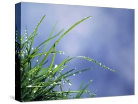 Dew Drops on Grass Blades-null-Stretched Canvas