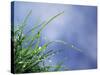 Dew Drops on Grass Blades-null-Stretched Canvas