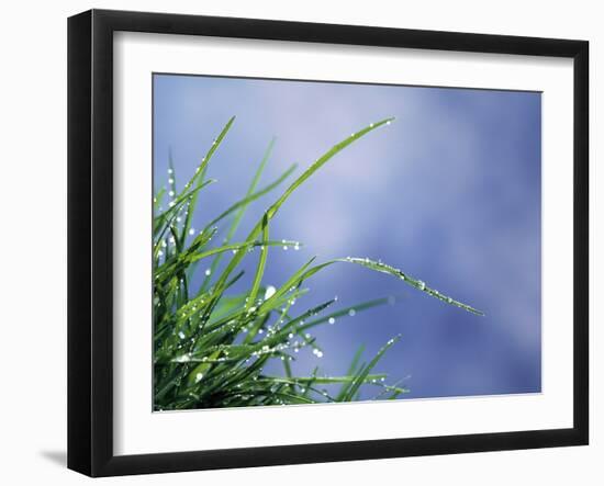 Dew Drops on Grass Blades-null-Framed Photographic Print