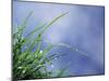 Dew Drops on Grass Blades-null-Mounted Photographic Print