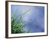 Dew Drops on Grass Blades-null-Framed Photographic Print