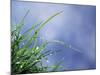 Dew Drops on Grass Blades-null-Mounted Photographic Print