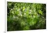 Dew Drops on Grass-Ursula Abresch-Framed Photographic Print