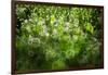 Dew Drops on Grass-Ursula Abresch-Framed Photographic Print