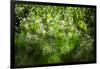 Dew Drops on Grass-Ursula Abresch-Framed Photographic Print