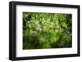 Dew Drops on Grass-Ursula Abresch-Framed Photographic Print