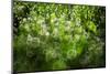 Dew Drops on Grass-Ursula Abresch-Mounted Photographic Print
