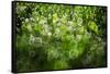 Dew Drops on Grass-Ursula Abresch-Framed Stretched Canvas