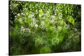 Dew Drops on Grass-Ursula Abresch-Stretched Canvas