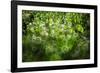 Dew Drops on Grass-Ursula Abresch-Framed Photographic Print