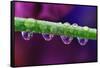 Dew Drops on Iris Stem-Darrell Gulin-Framed Stretched Canvas