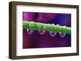 Dew Drops on Iris Stem-Darrell Gulin-Framed Photographic Print