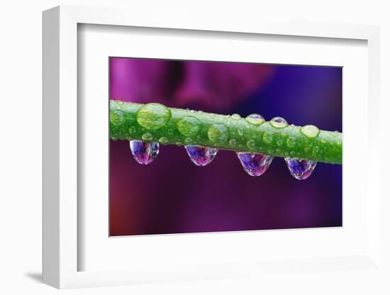 Dew Drops on Iris Stem-Darrell Gulin-Framed Photographic Print