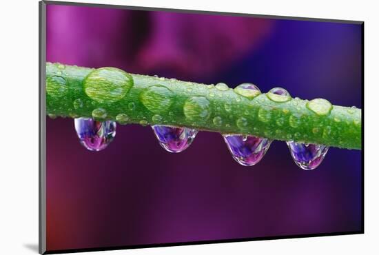 Dew Drops on Iris Stem-Darrell Gulin-Mounted Photographic Print