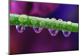 Dew Drops on Iris Stem-Darrell Gulin-Mounted Photographic Print