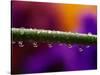 Dew Drops on Iris Stem-Darrell Gulin-Stretched Canvas